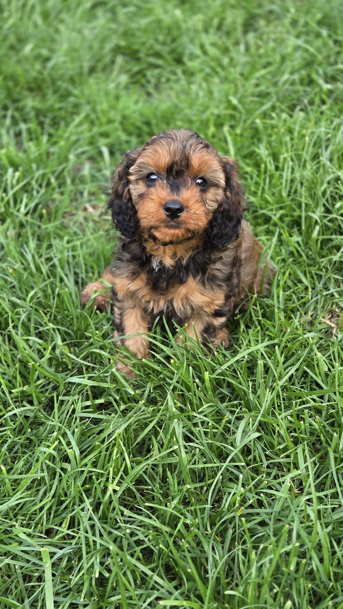 Cavapoo piesek F1 w extra cenie