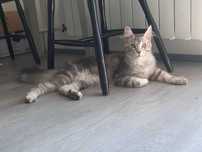 Maine Coon Kocurek