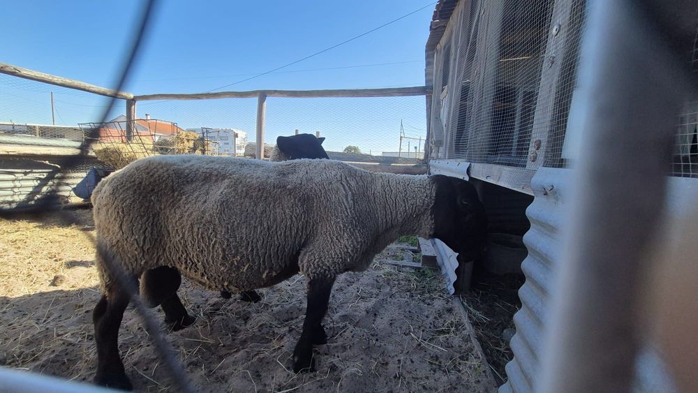 Macho suffolk com 6 anos
