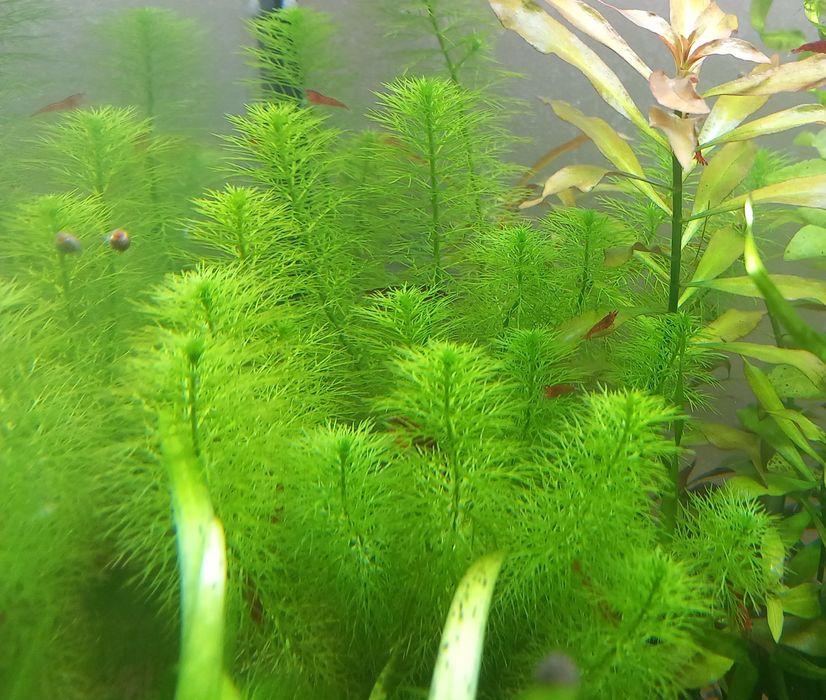 Креветки неокардини Кровава Мері, мохи, рослини акваріумні