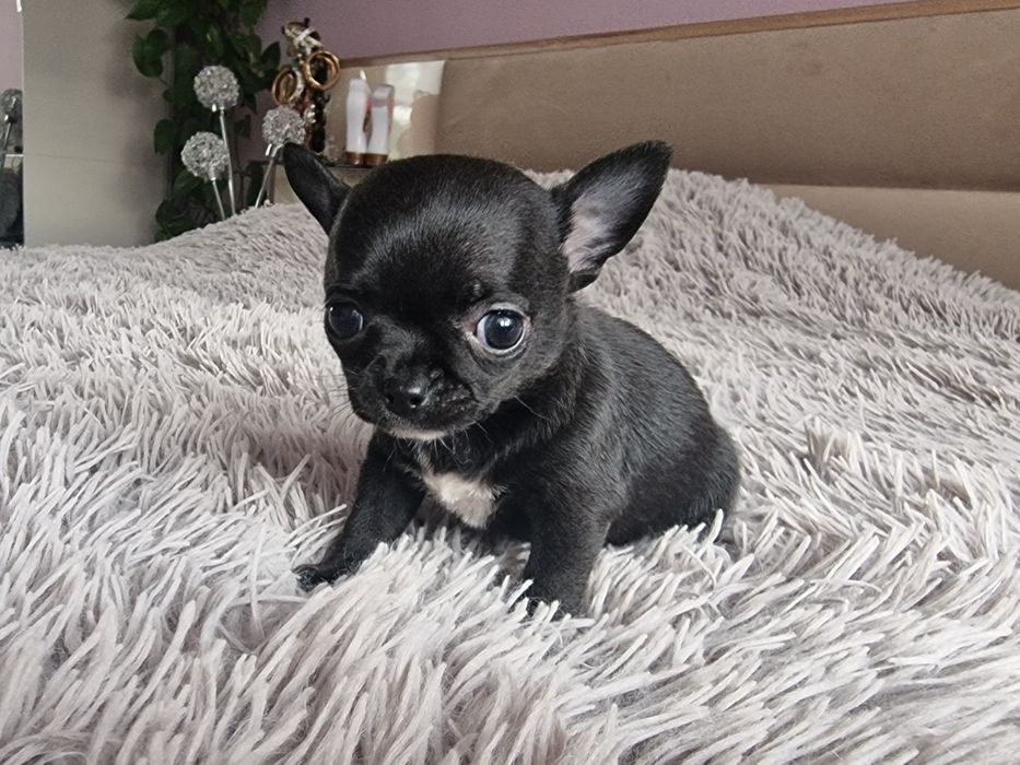 Chihuahua Krótkowłosa. Sunia, meega maleńka dla miłośników tej rasy.