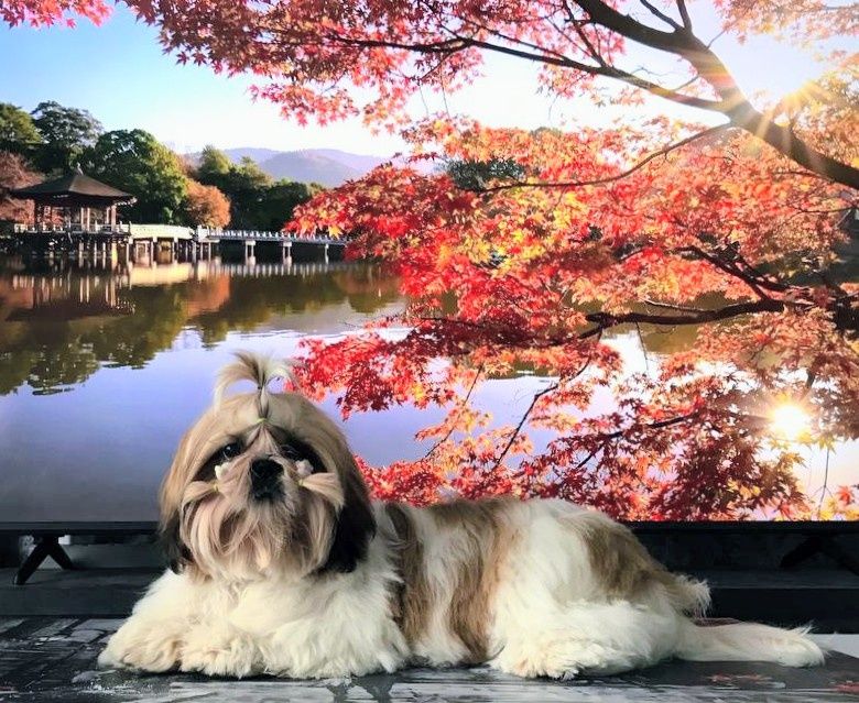 Дівчинка ши тцу документи КСУ