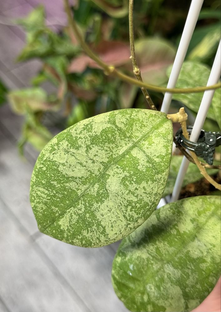 Хойя Slm04 silver (Aff.Lambii silver), hoya