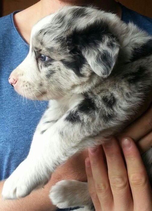 Border Collie - Blue Merle - Piesek - Do Rezerwacji
