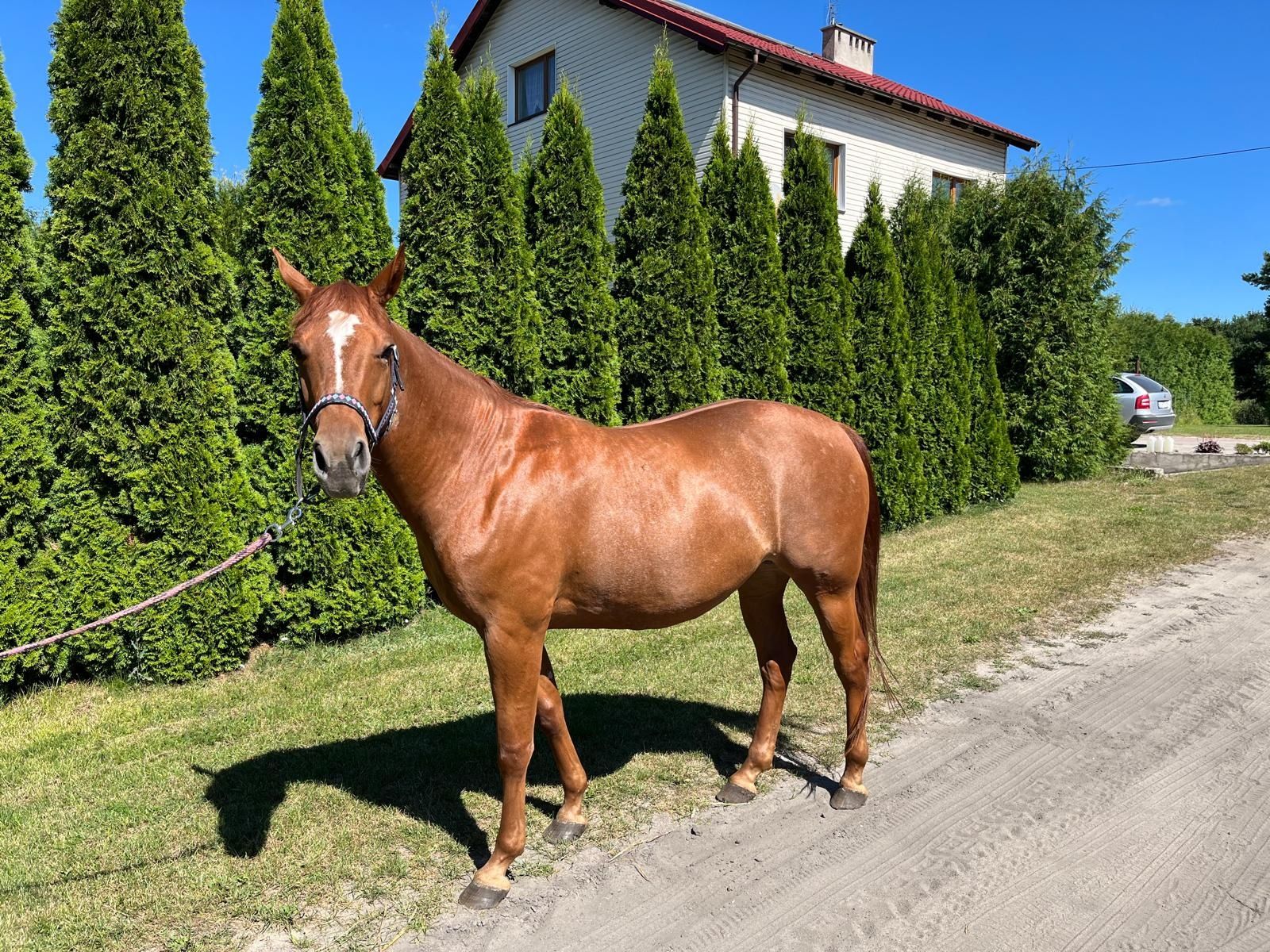 Klacz Questa - AQHA