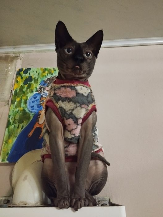 Канадський сфінкс запрошує киць на в'язку.