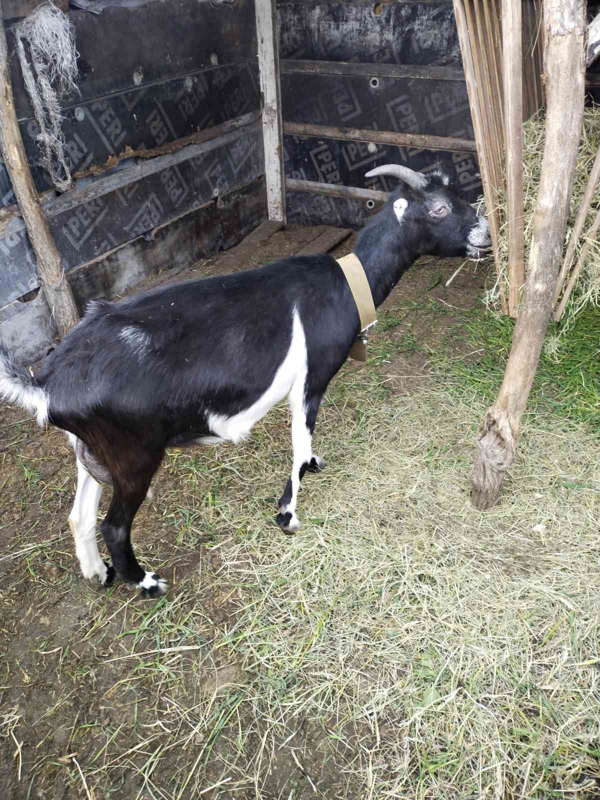 Кози, козенята, козочки, козлики англо-нубійської породи,  Ламанч