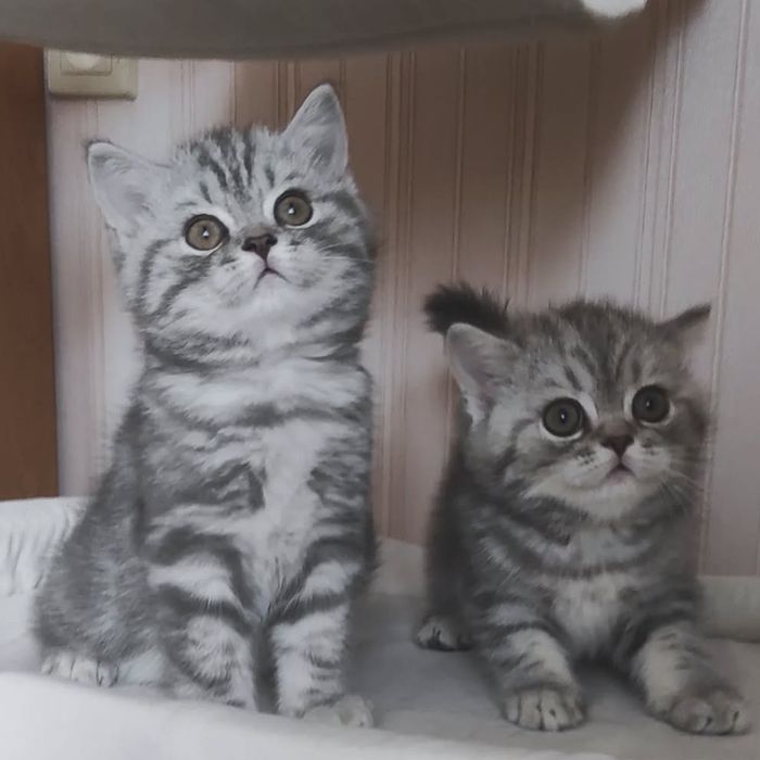 Продам шотландских котят