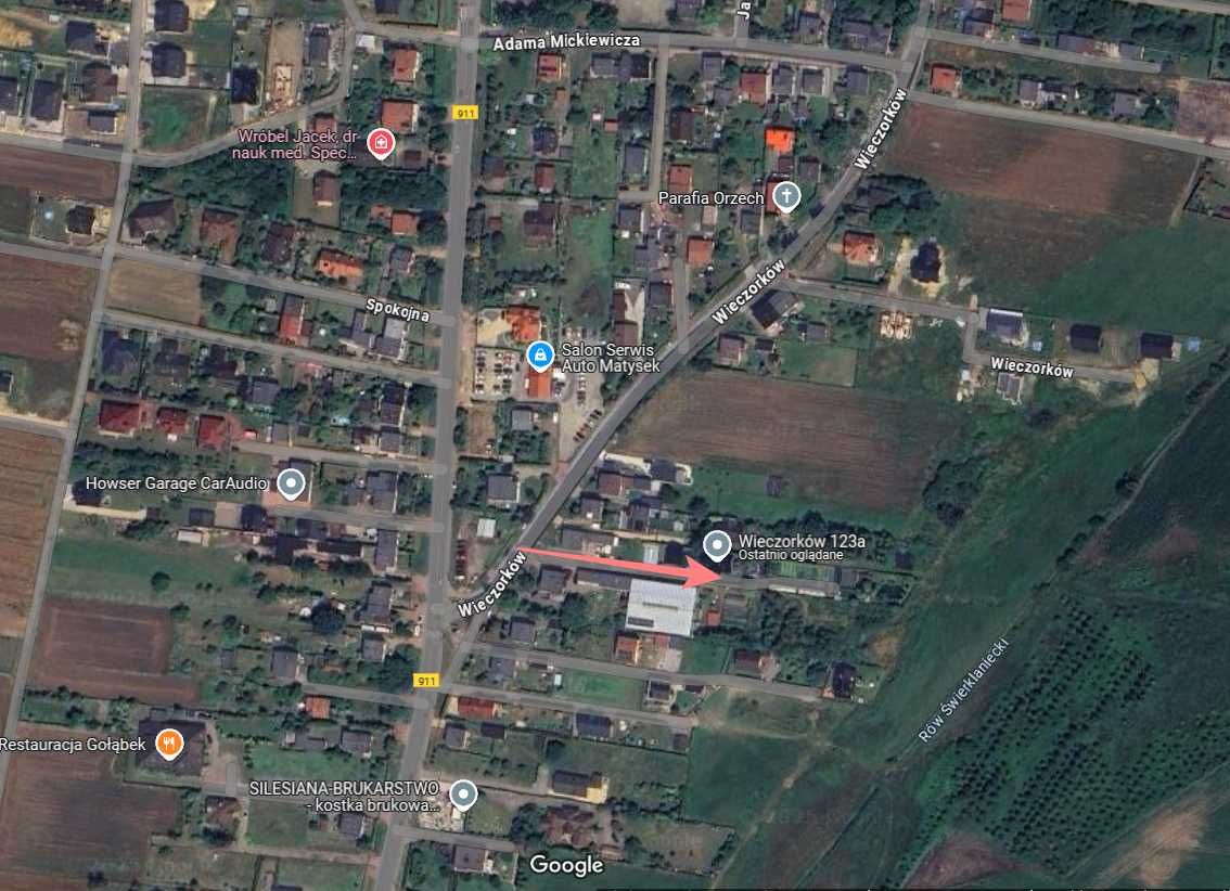 Piękny niebieski Jałowiec płożący Blue Chip 4 letni