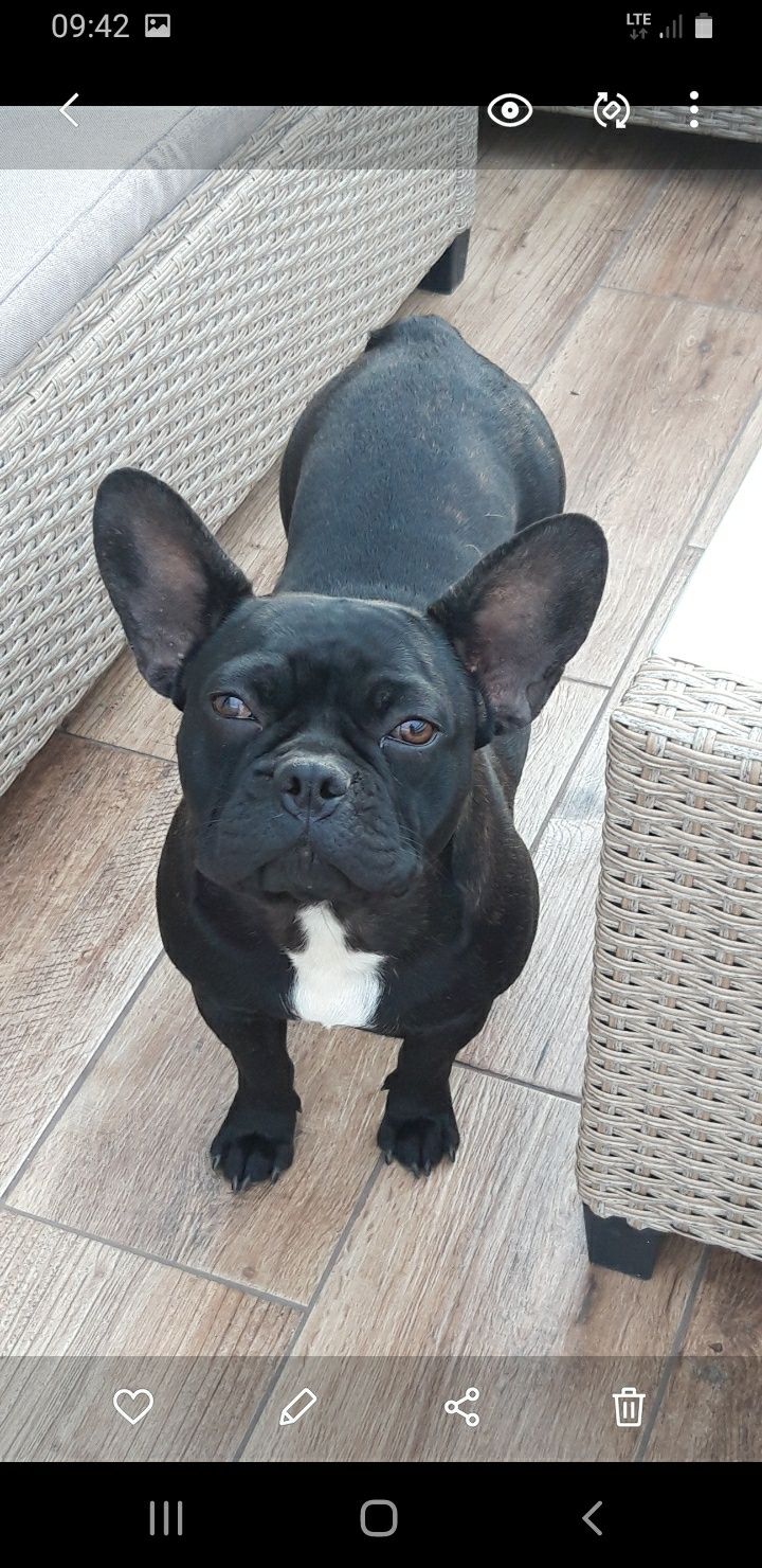 Buldog Francuski - piesek gotowy do odbioru