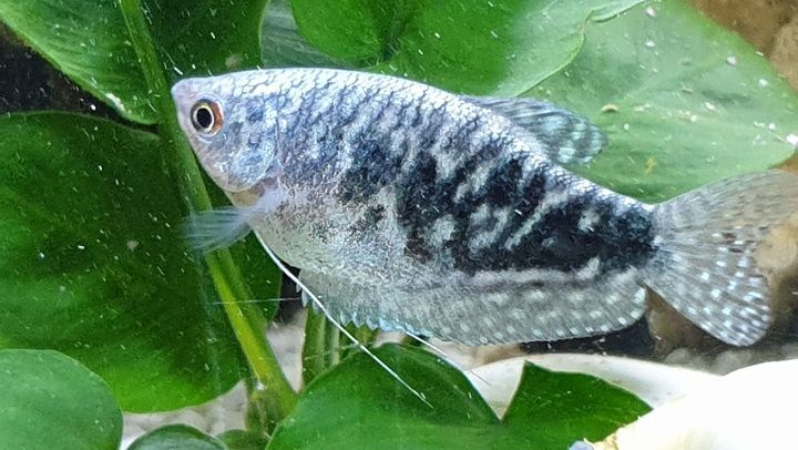 Gurami marmurkowe