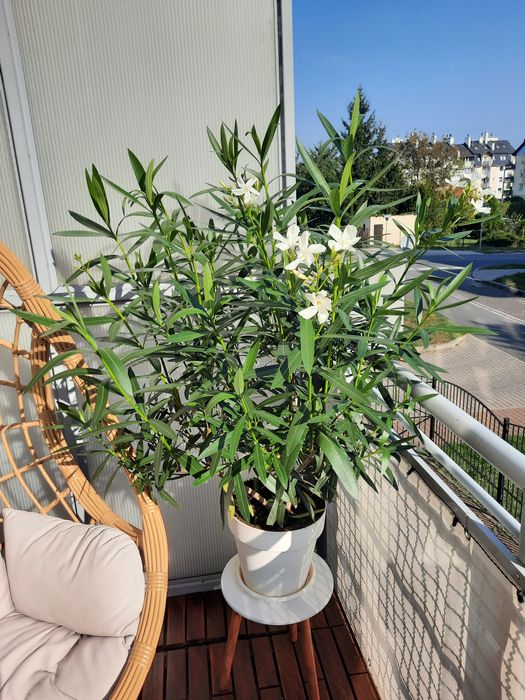 Oleander biały okazały i zadbany 150cm
