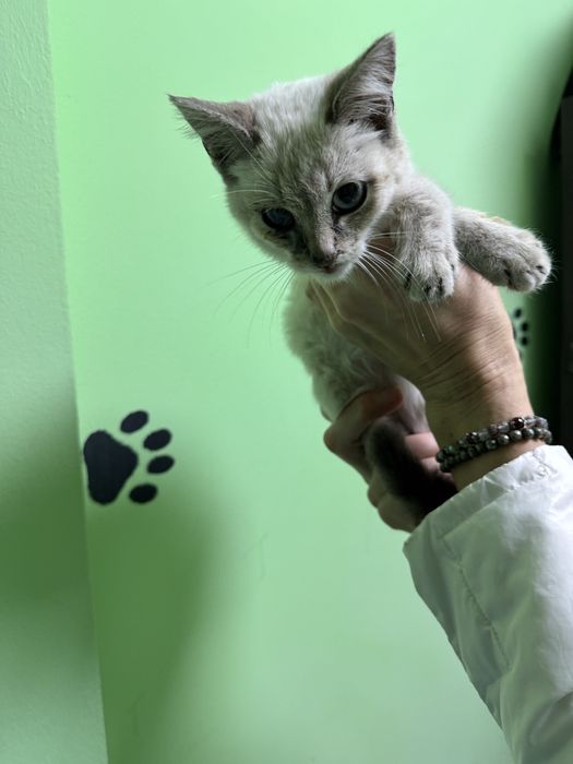 Кошеня в добрі руки