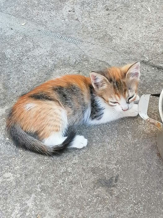 Дарю котят в добрые руки