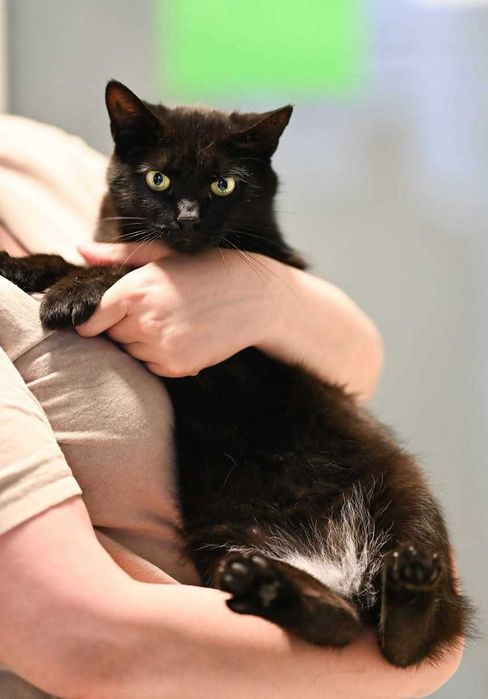 Adele - piękna zielonooka kotka