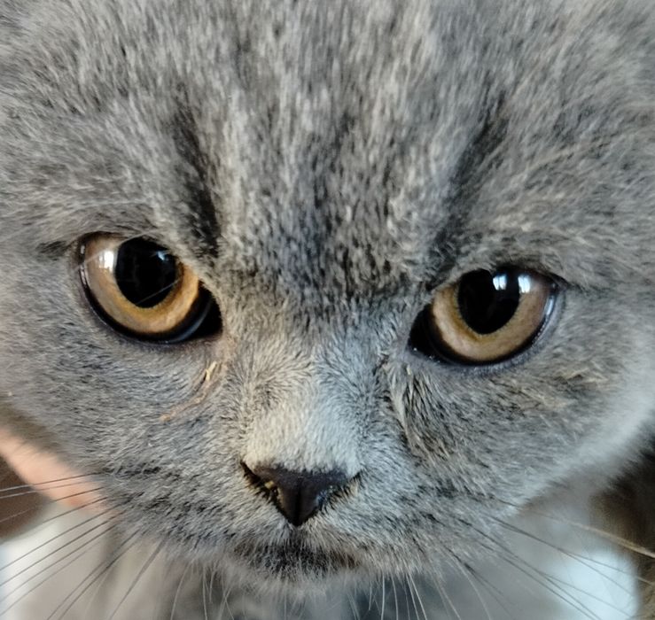 Kot brytyjski, kocurek brytyjski, kociak brytyjski