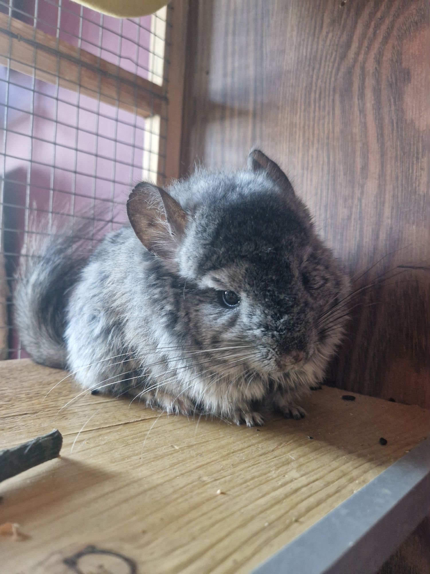 Szynszyla ANGORA wraz z dużą wolierą