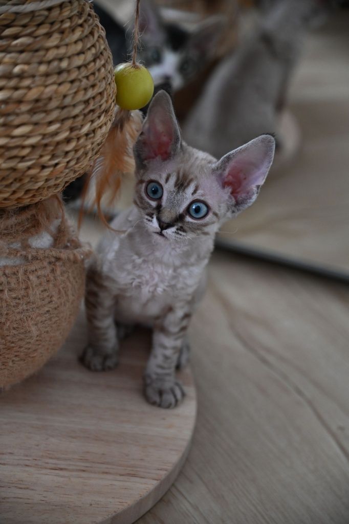 Kocurek Devon Rex