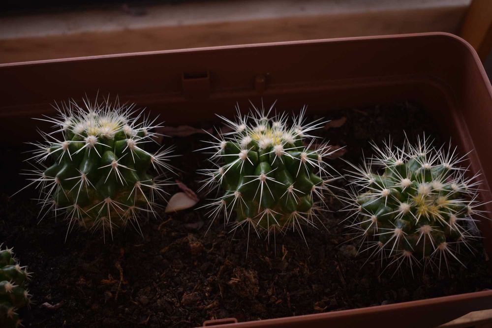 cactus para crescimento