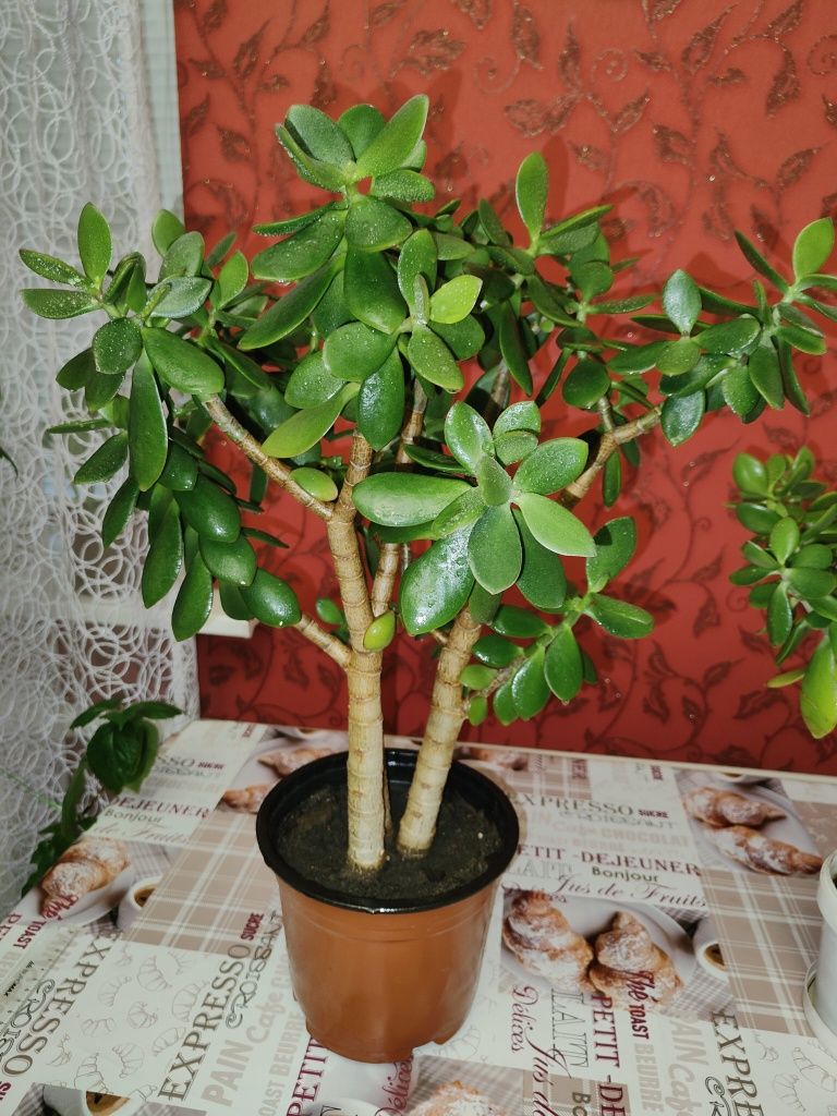 Продам комнатное растение денежное дерево