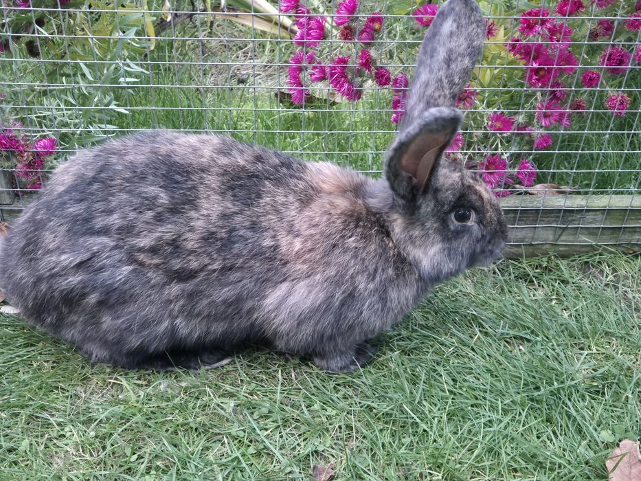 Srokacz niemiecki, trójbarwny, samica