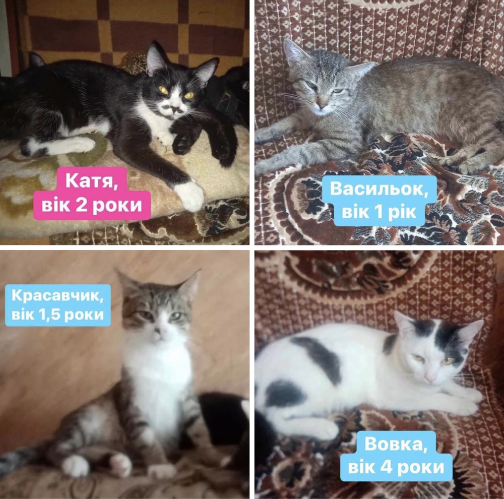 Котики шукають новий дім!