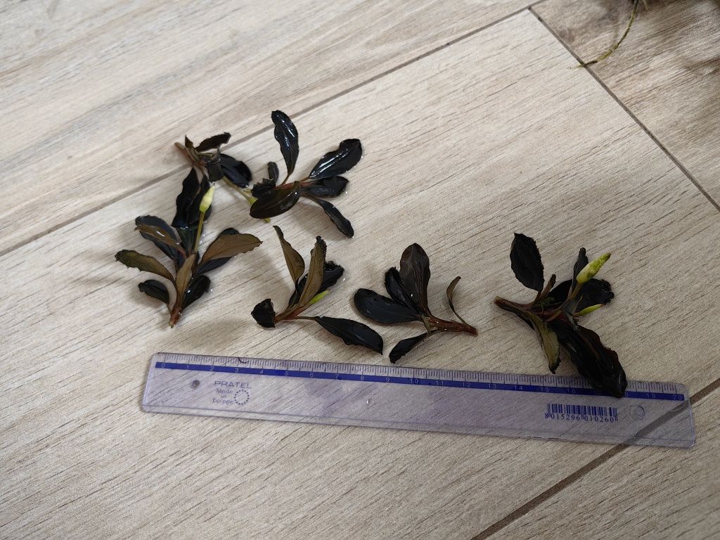 Rośliny akwariowe, bucephalandra 3 rodzaje, Anubias gold