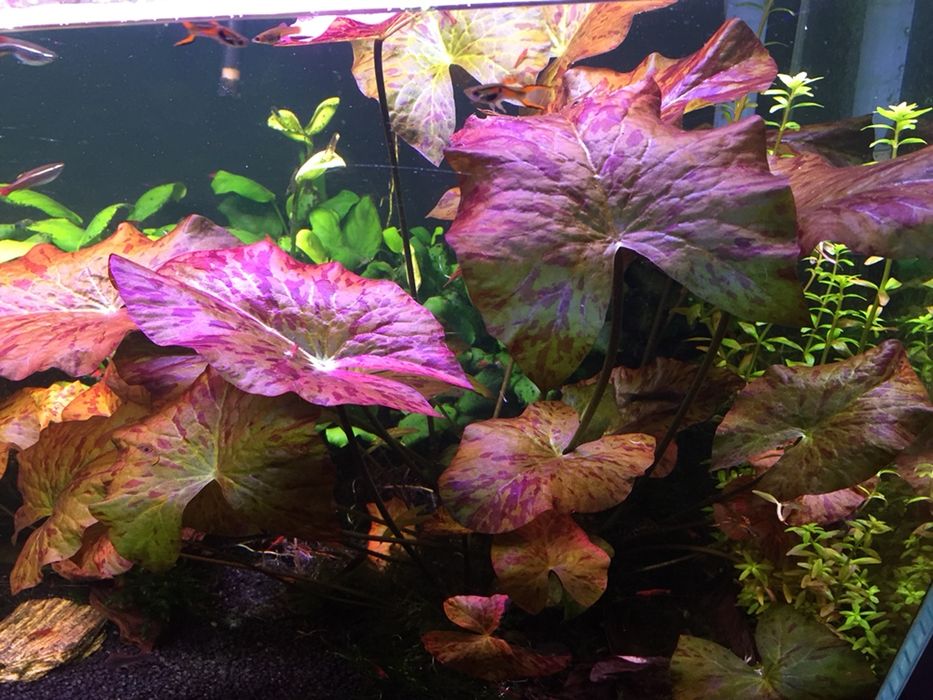 Lotos Tiger czerwony pieknie wybarwiony