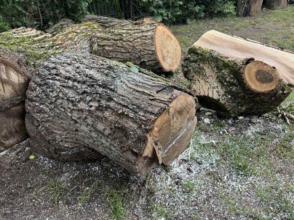 Drewno orzech włoski