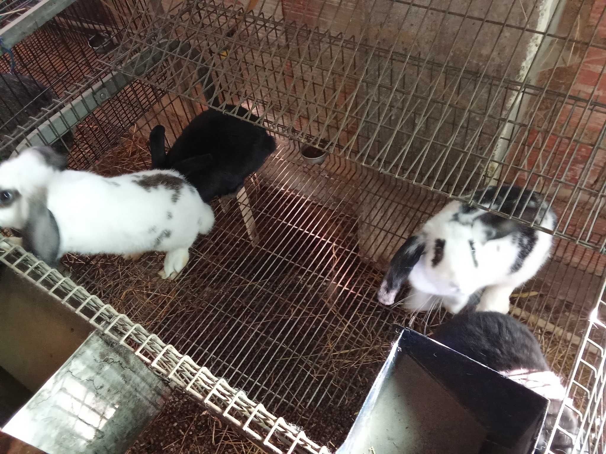 coelhos para criação