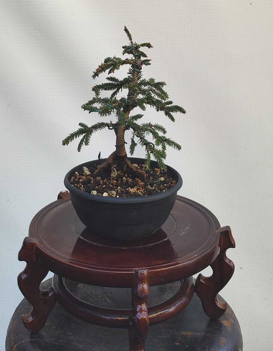 Pre Bonsai świerk gwiazdkowy