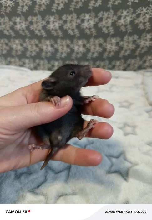 Крысята Реск и Дамбо