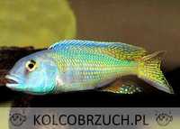 Buccochromis lepturus - PYSZCZAK - dowóz, wysyłka
