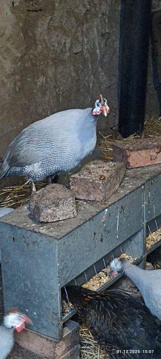 Продаю цесарок 2024,2025 рік народження!