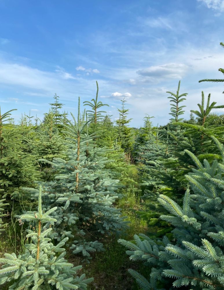 Świerki srebrne do wykopania – od 100 do 300 cm, zdrowe i gęste