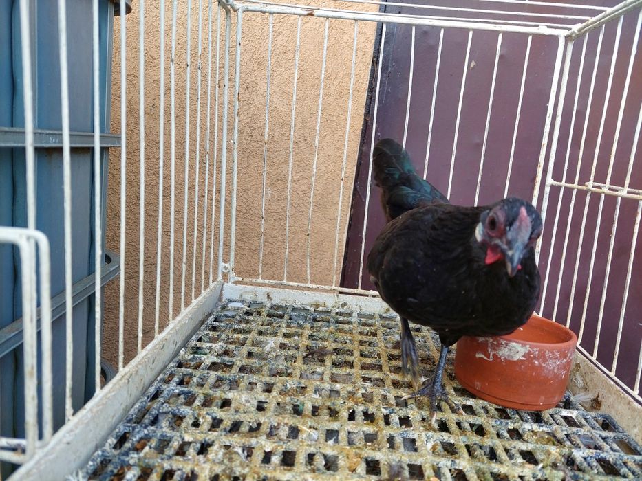 Kurka rasy bantamka ,z tego roku