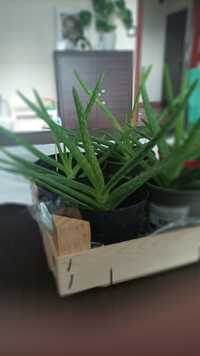 Aloes zwyczajny Aloe leczniczy sadzonka ok 20 cm