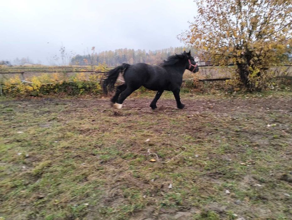 kary - zimnokrwisty - śmiga z furką