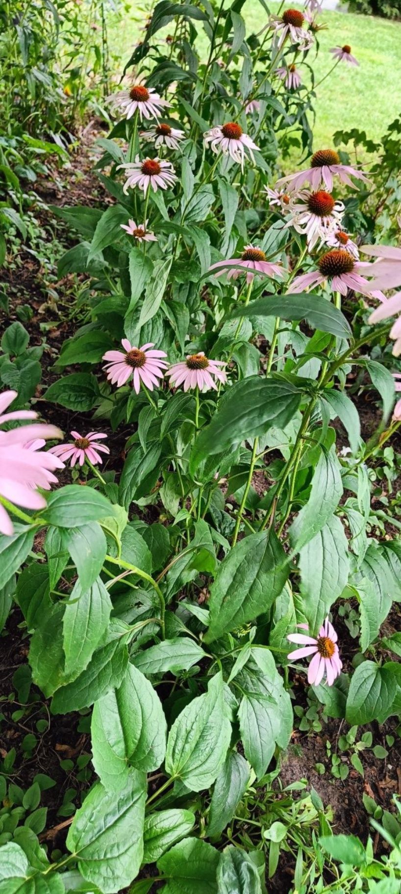 Jeżówka echinacea 10sztuk