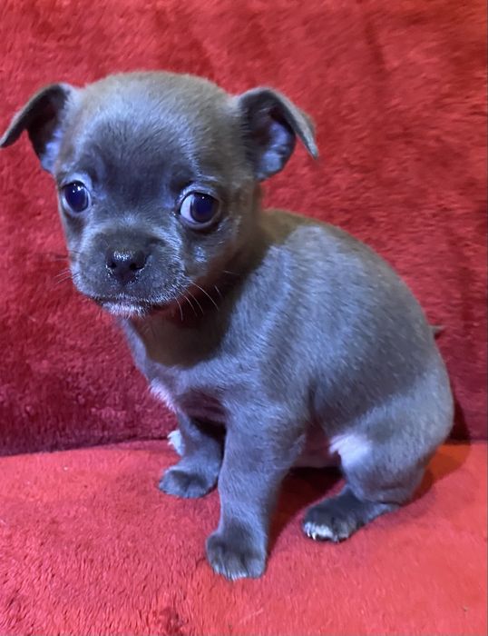 Цуценята чихуахуа