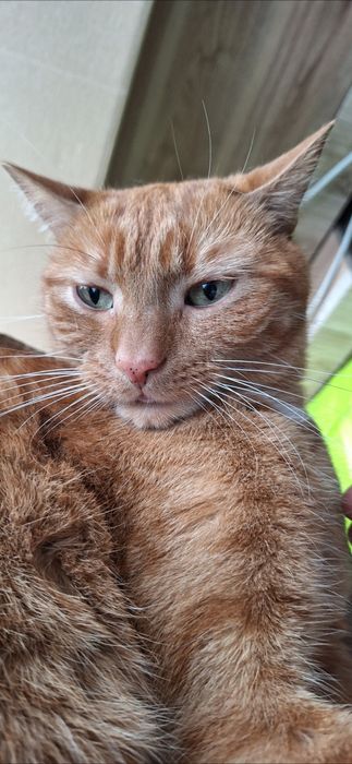 Zaginął rudy kot Gato – Łódź, ul. Liściasta