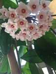 Flor-de-cera (planta natural)