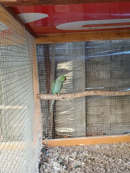 Aleksandretta obrożna