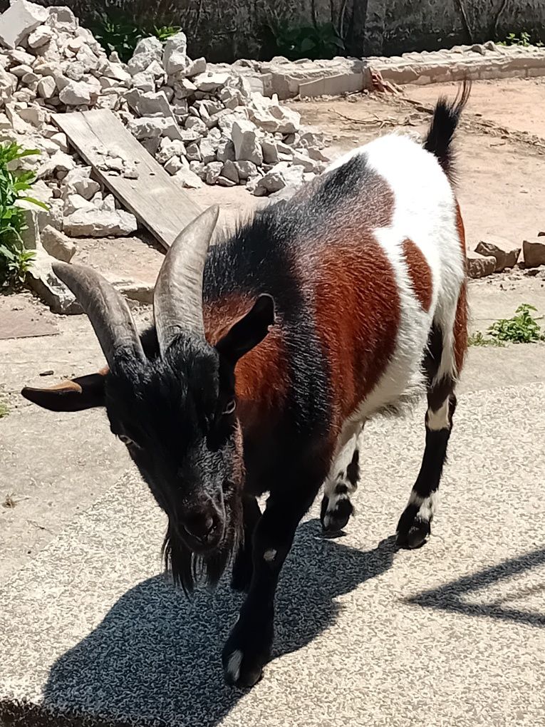 Cabrito anã para venda