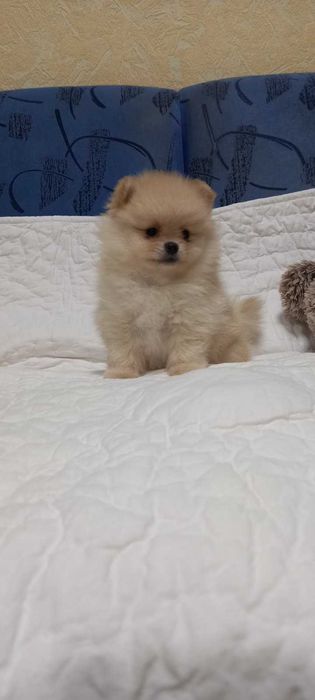 Девочка без недостатков. Кремовая. Прививки по возросту.