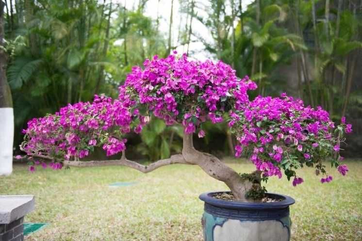 Prezent na Dzień Babci drzewko szczęścia bonsai