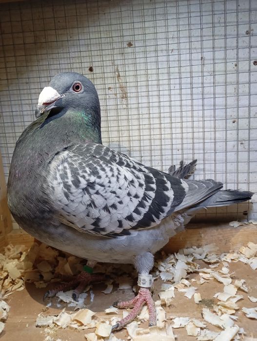 Gołębie staropolskie