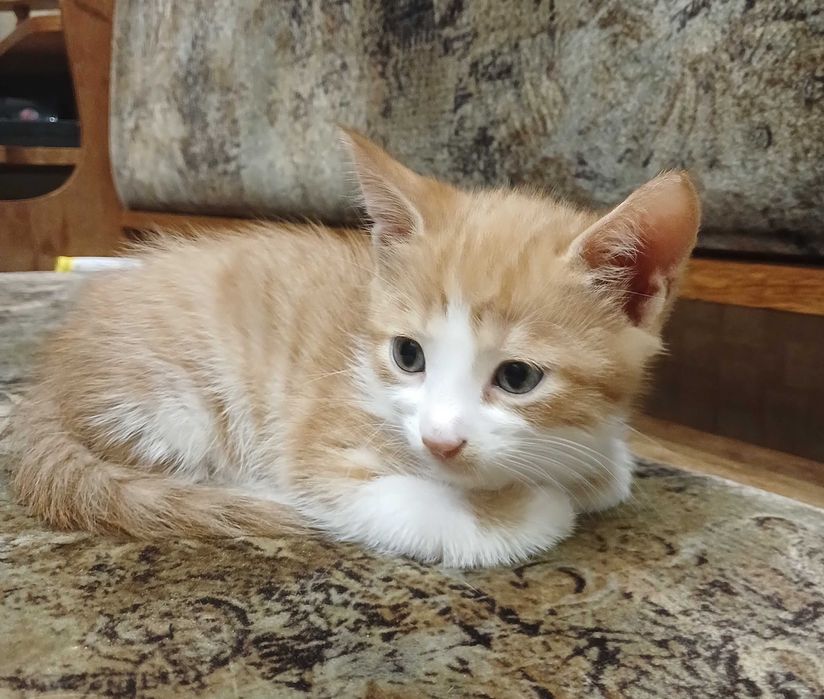 Маленькі котята шукають родину.