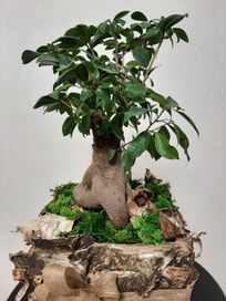 Sprzedam duży kwiat bonsai (drzewko ozdobne)