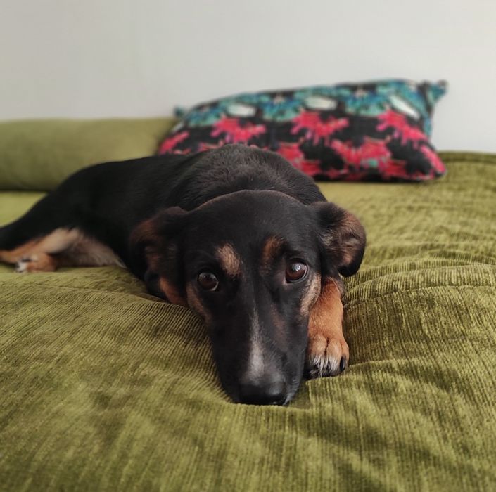 Домашня перетримка тварин